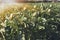 A close up view of ripe Artichoke Cynara cardunculus  in a field