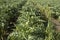 A close up view of ripe Artichoke Cynara cardunculus  in a field