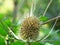 Close up view of a ripe dry super pure / organic milk thistle on blurred background.