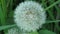 Close up view of a ripe white dandelion in its natural habitat on blurred green background.