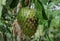 Close up view of a ripen Soursop fruit hangs on the plant