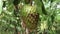 Close up view of a ripen Soursop fruit hangs on a Soursop plant