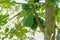 Close-up view of ripened papaya fruits hanging in a tree crown. Fresh green color. Fresh fruit to tear off. Healthy and tasty diet