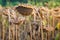 Close up view of ripened sunflowers ready for harvesting on a field