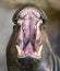 Close-up view of a roaring pygmy hippopotamus