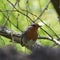 Close-up view of a robin between branches