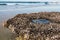 Close-Up View of Rocky Reef With Barnacles at Swami`s Beach