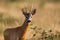 Close-up view of a roe deer alert buck facing camera on summer meadow