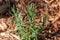 Close up view of a rosemary herb plant in a sunny summer garden, with cedar bark mulch