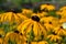 Close up view of Rudbeckia flower