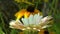 Close-up view of a Rudbeckia Hirta Black Eyed Susan flower and a cream gerbera daisy flower