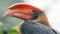 Close-up view of a Rufous hornbill