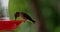 Close-up view of a Rufous hummingbird drinking water from the water feeder