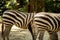 Close up view of the rump and tails of Zebras