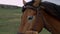 Close up view of sad brown horse eyes in cloudy weather. Domestic animal, needs freedom. Muzzle of a horse. Graceful