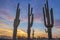 Close Up View Of Saguaro Cactus Stand In Arizona