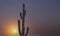 Close Up View Of Saguaro Cactus With Sun Rising