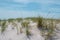 Close up view of sandy dunes at Robert Moses State Park