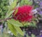 Close up view of a Scarlet Bottle brush plant flower
