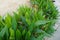 Close Up view of Scenic view of landscaped path with plants and stones in yard. Backyard of residential house. Stone pedestrian