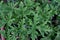 Close up view of scented rose geranium herb leaves