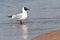 Close up view of Seagull