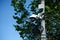 close up view of security camera on street pole with tree foliage
