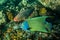 Close-up view of a Semicircle angelfish Pomacanthus semicirculatus and an Ember parrotfish Scarus rubroviolaceus