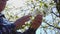 Close up view of senior farmer male hands checks flower branches.