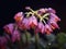 Close-up view of several pink flowers with droplets of water on them. These droplets are located in center of each