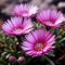 Close-up view of several pink flowers, with one in foreground and two others behind it. These beautiful flowers are