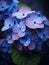 Close-up view of several purple flowers, with drops of water on them. These drops are located in center and around