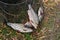 Close up view of the several roach fish just taken from the water in fishing net.