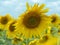 Close up view on several sunflowers with big yellow petals growing in sunflowers field. Yellow agricultural field