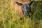 A close up view of a sheep chewing on grass