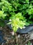 Close up view of shona cabbage plant