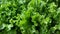 This close-up view showcases a bunch of fresh green lettuce leaves