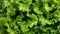 This close-up view showcases a bunch of fresh green lettuce leaves