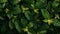 This close-up view showcases the vibrant green leaves