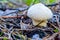 Close-up view showing group Lycoperdon pyriforms mushrooms