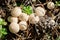 Close-up view showing group Lycoperdon pyriforms mushrooms