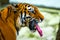 Close up view of a Siberian tiger or Panthera tigris altaica
