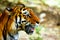 Close up view of a Siberian tiger or Panthera tigris altaica