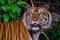 Close up view of Siberian tiger Panthera tigris altaica