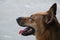 Close-up view, side view, brown furry front dog, teeth and tongue seen sitting in front of house, selectable focus.