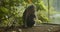 Close-up view of single animal sitting on ground and observing surroundings. Long Tailed Macaque in Sacred Monkey Forest