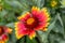 Close up view of a single red and yellow blanket flower gaillardia