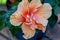 Close up view of a single salmon pink double hibiscus flower