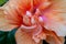 Close up view of a single salmon pink double hibiscus flower