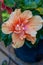 Close up view of a single salmon pink double hibiscus flower